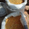 harvested maize variety omankwa